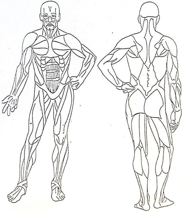 Back body diagram